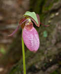 Pink lady's slipper <BR>Moccasin flower